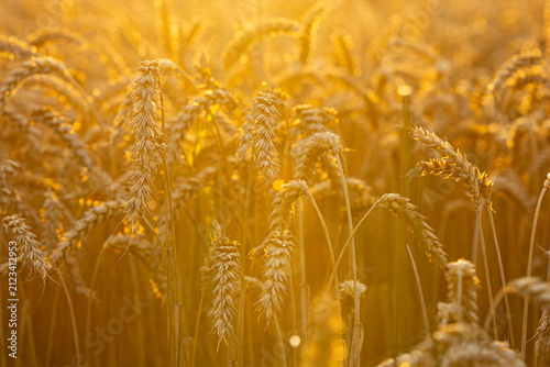 Foto Golden wheat field under warm sunlight with tall stalks swaying gently, showcasi