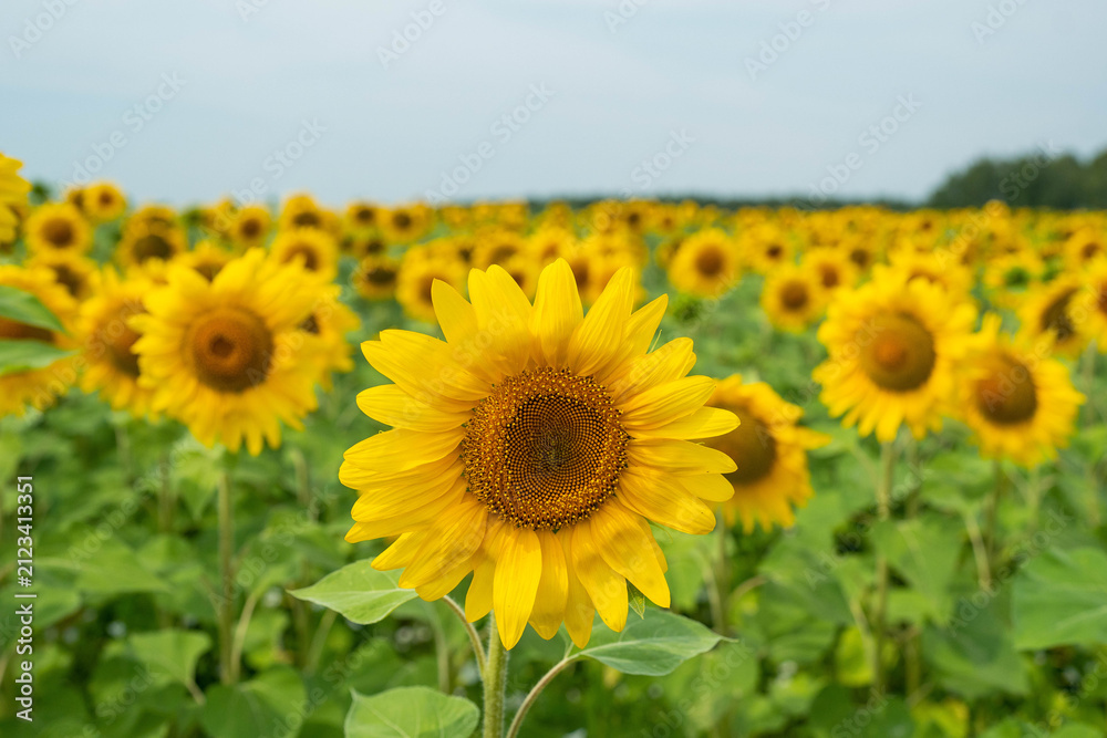Fototapeta premium Closeup sunflower head in expansive field of yellow blooms beneath soft sky, with sharp petals, rich central disk, and layered floral rows fading toward distant trees