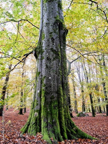 Cuadro en lienzo Large European beech tree trunk covered with green moss surrounded by colorful autumn foliage in a woodland forest
