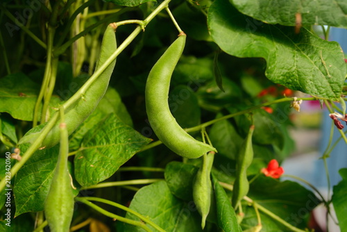 Foto Green runner bean pods growing on vine in organic garden
