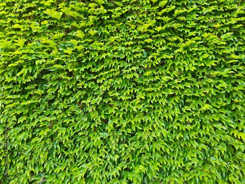 Full frame view of vibrant bright green Boston ivy foliage densely covering a wall. Perfect for natural background, green wall, environmental design, vertical garden, and eco-friendly concepts.