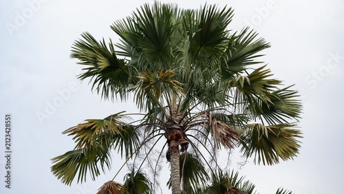 Obraz na płótnie Tropical fan palm  showcasing its broad, fan shaped palmate leaves growing from a tall textured trunk