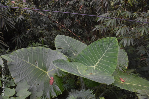 Fotografie Large green leaves dominate the frame