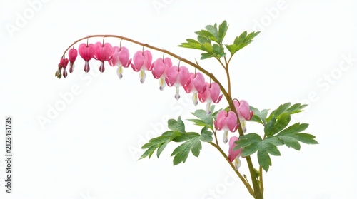Pink bleeding heart flower cluster Lamprocapnos spectabilis blooming on green stem with leaves isolated on white background macro photography