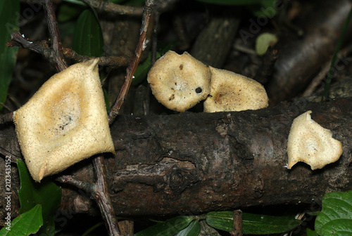 繊維状鱗片に覆われたクリーム色～灰褐色のケガワタケ茸たち（日本自然菌・キノコ生態マクロ撮影）