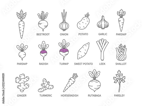 Bild auf Leinwand Collection of fresh root vegetable line icons for healthy eating
