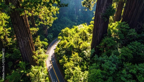 Aerial view of a road through dense green forest.