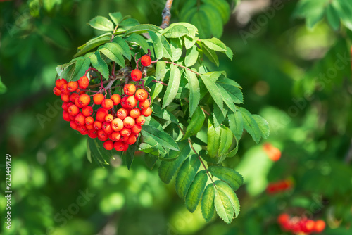 Фотография A bunch of red rowan in autumn leaves.
