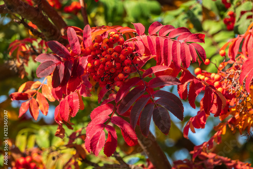 A bunch of red rowan in autumn leaves.