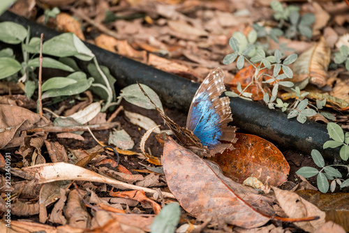 Принти на полотні Blue butterfly resting on a dry brown leaf on a forest floor strewn with fallen
