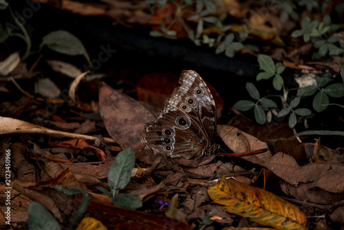 Brown butterfly resting on leaf litter among decaying leaves and understory foliage on a dim forest floor
