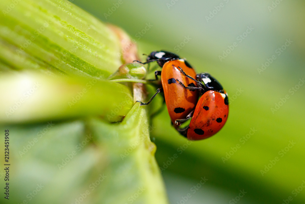 Fototapeta premium Two ladybugs cling to a green plant stem