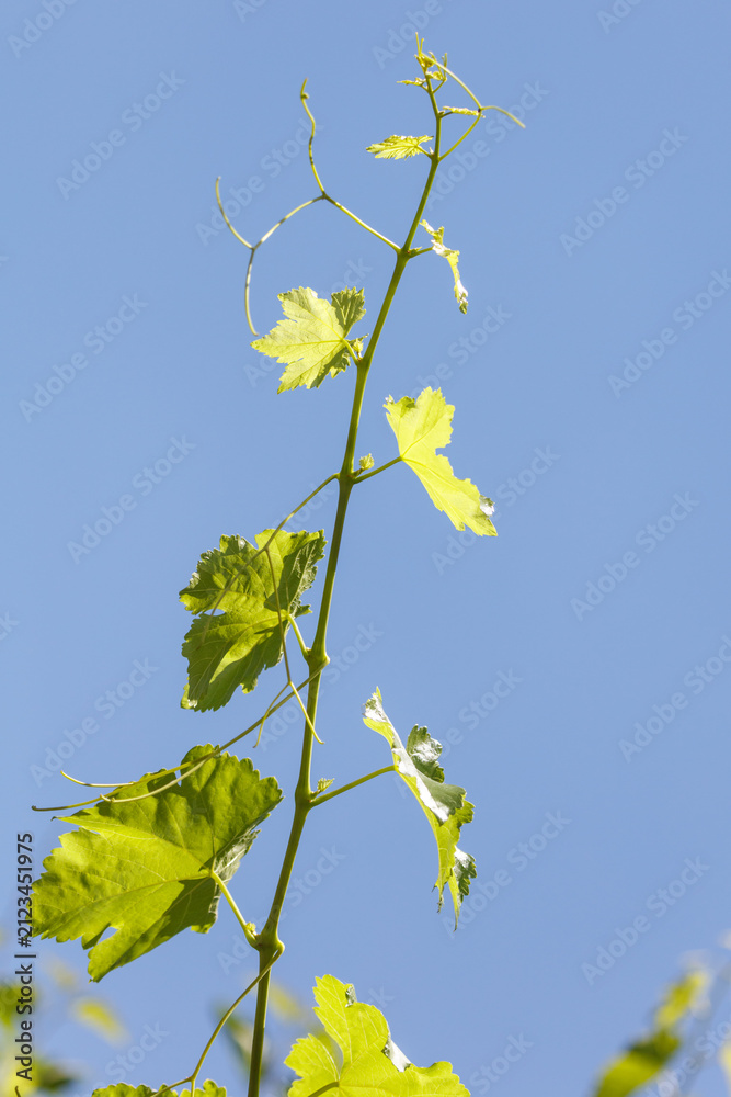 Obraz premium Young grapevine shoots against a clear blue sky