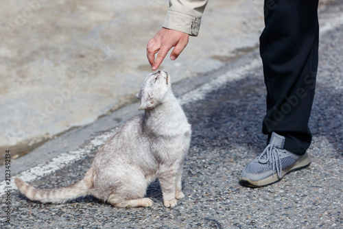 Canvas Print Soft cat meets outstretched hand on pavement