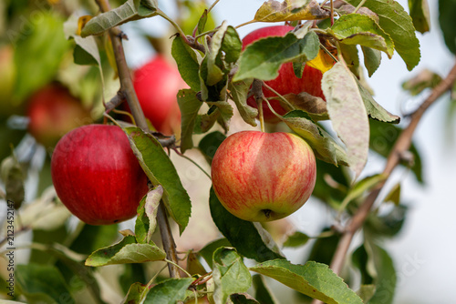 Close-up of apples growing on apple tree