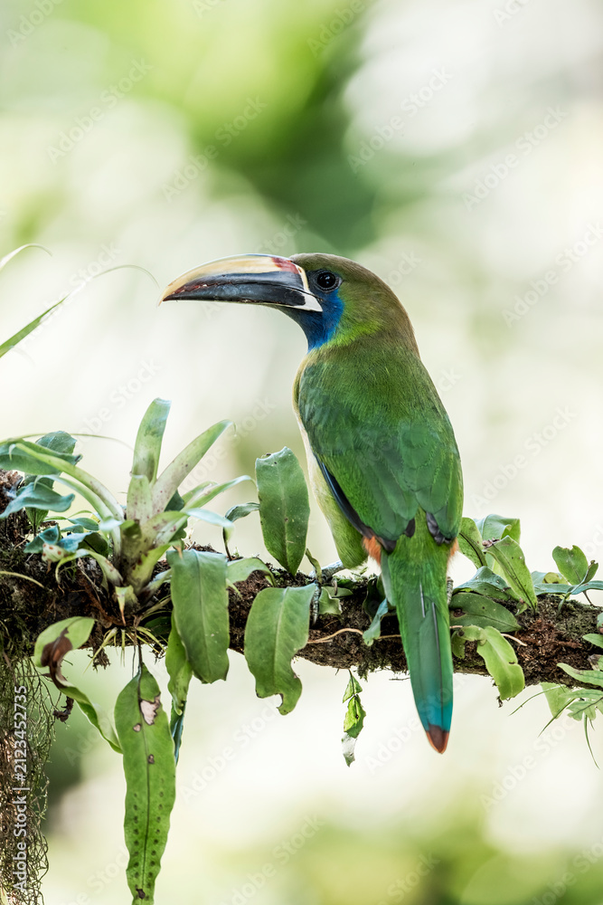 Obraz premium Emerald toucanet perched on a mossy branch with epiphytes in a tropical rainforest, close-up wildlife portrait with soft bokeh background