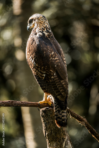 Konstfotografi Juvenile hawk perched on a mossy branch in a sunlit woodland, close-up portrait