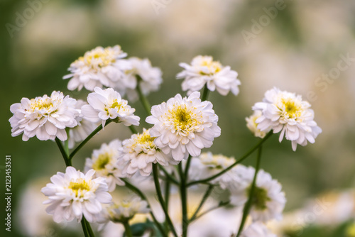 Colourful Feverfew Flowers, Tanacetum parthenium. Beautiful white and yellow flowers