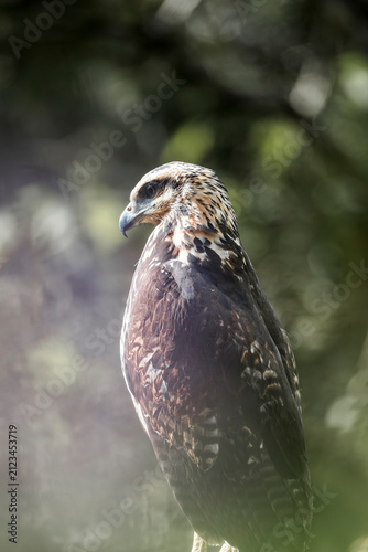 Konstfotografi Brown hawk perched on a branch with blurred green forest background, close-up po