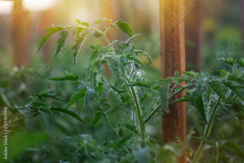 Canvas Print Tomato foliage growth without fruits