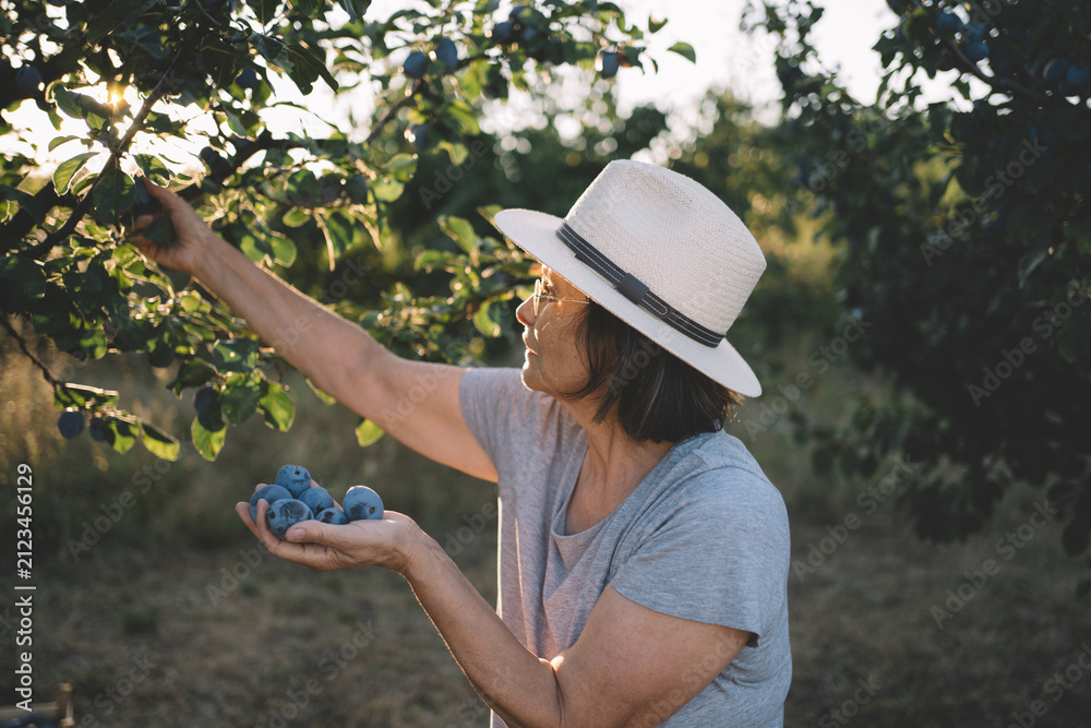 Fototapeta premium Picking plums in orchard