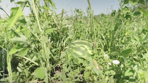 A tracking shot of a watermelon growing in a field among the weeds