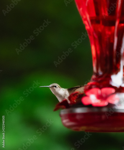 Small hummingbird perched on a red feeder with green background