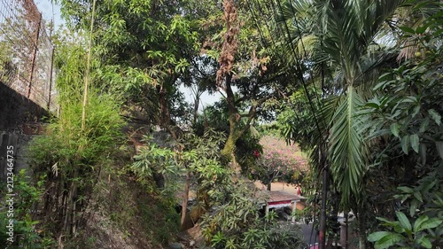 tropical forest in the jungle