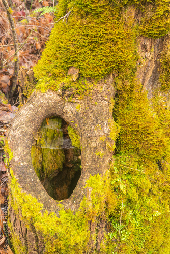 Mossy Tree with Hole