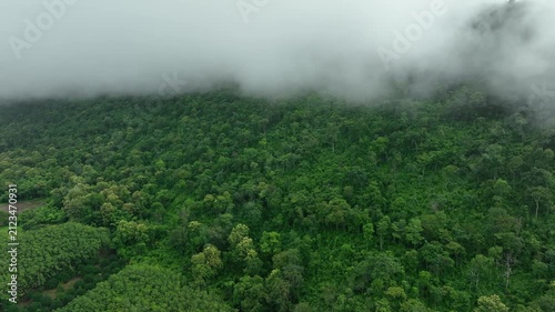 Footage aerial view of a lush dark green tropical forest covered in dense fog and mist, showcasing a serene, moody, and natural wilderness landscape.natural forest conservation concept.	