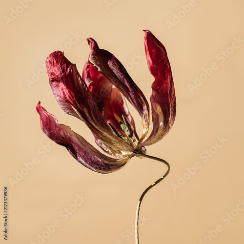 Single red maroon tulip bloom against warm cream backdrop