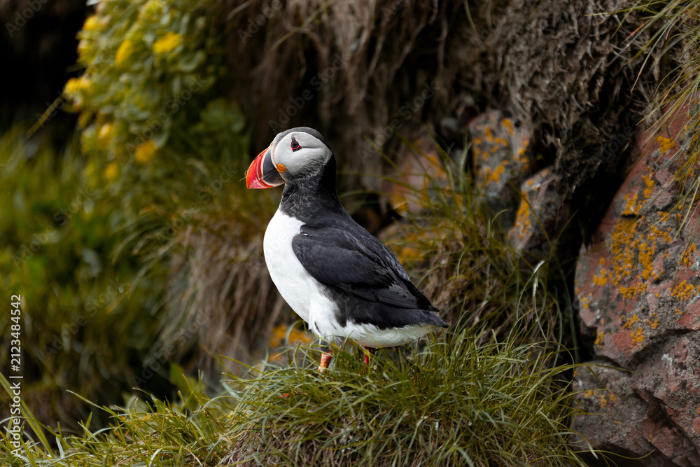 Obraz premium atlantic puffin in iceland