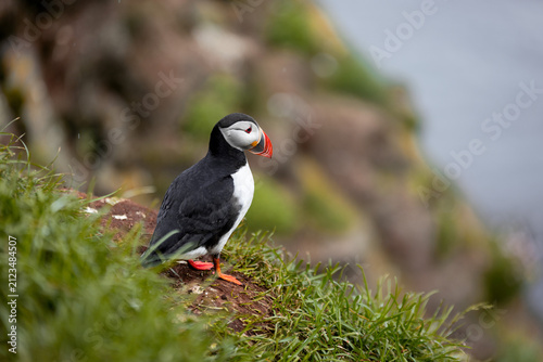 atlantic Puffin in Iceland