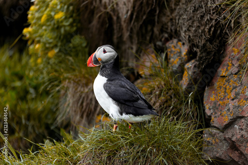 atlantic puffin in iceland