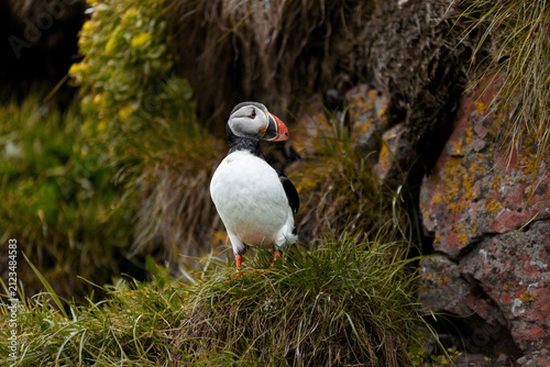 puffin in Iceland