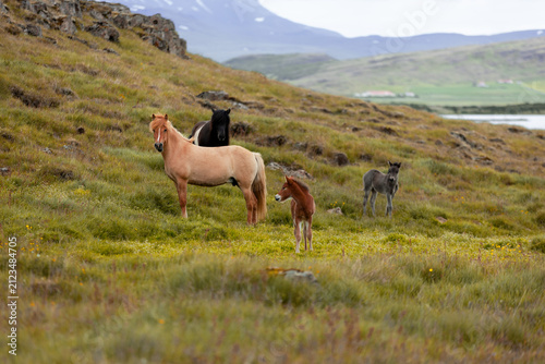 Horse Herd Iceland