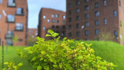 Fresh green shrub in sharp focus. New leaves indicate spring growth. Blurred brick buildings stand in background. Lush grass covers the area. Urban green space concept. Perfect for city life projects