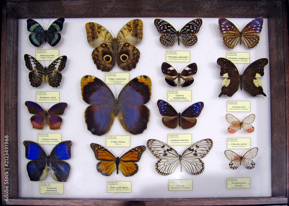 Obraz premium Collection of pinned butterfly specimens in a wooden display frame.