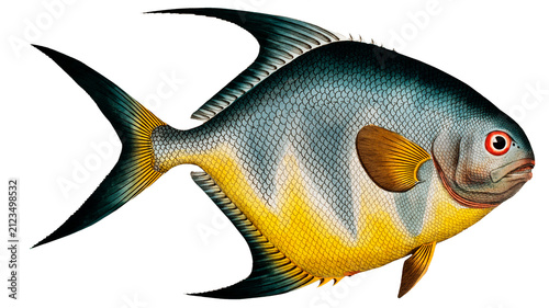 Bild auf Leinwand Chaetodon rhomboides