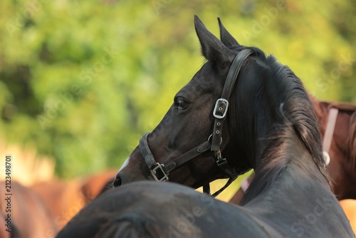 Mare in the pasture, July, Poland