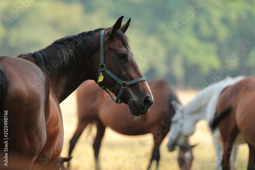 Mare in the pasture, July, Poland	