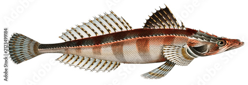 Foto Cottus scaber