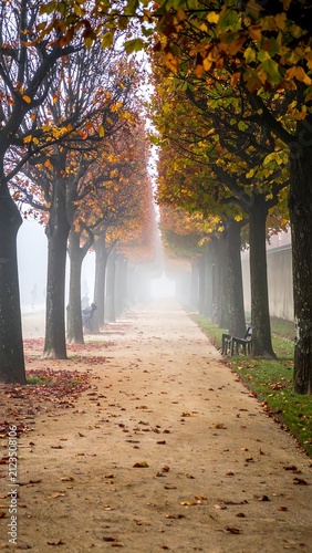 A serene autumnal pathway through a tree-lined walkway with fallen leaves