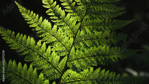 Konstfotografi LANDSCAPES OF NATURE - Forest fern in the sunlight
