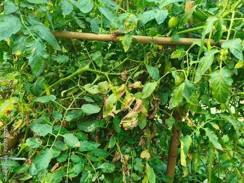 Принти на полотні Tomato plant with wilting leaves, showing signs of disease or stress, supported