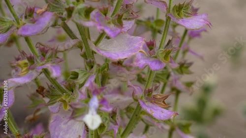 4K Handheld Closeup Gentle Pan Purple White Wildflowers Blooming Outdoor Nature Meadow Botanical Close Up Botanical Growth