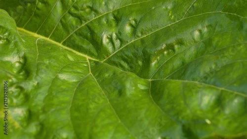 Macro Shot of Vibrant Green Leaf Surface Detail with Visible Veins Natural Organic Texture 4K Loopable Footage.
