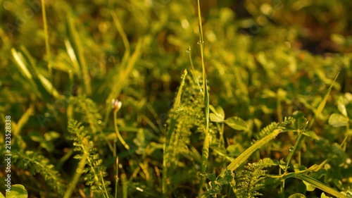 Close-up 4K Swaying Green Grass Gentle Breeze Warm Sunlight Dew Drops Tiny White Flower Natural Texture