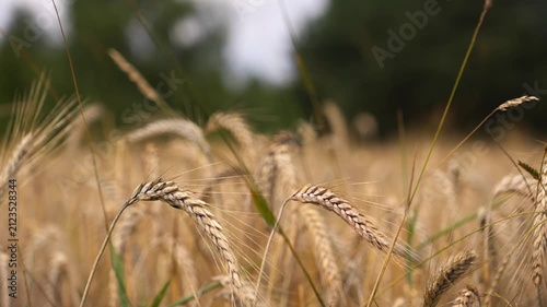 Golden Wheat Stalks Sway Gently in Breeze close-up 4K Harvest Field Agriculture Motion