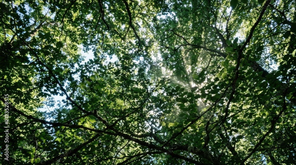 Fototapeta premium Sunlight filtering through lush green forest canopy creating a dappled light effect.